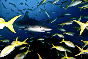 Spreading the tail - This Reef Shark spreads out the yell... by Steven Anderson 